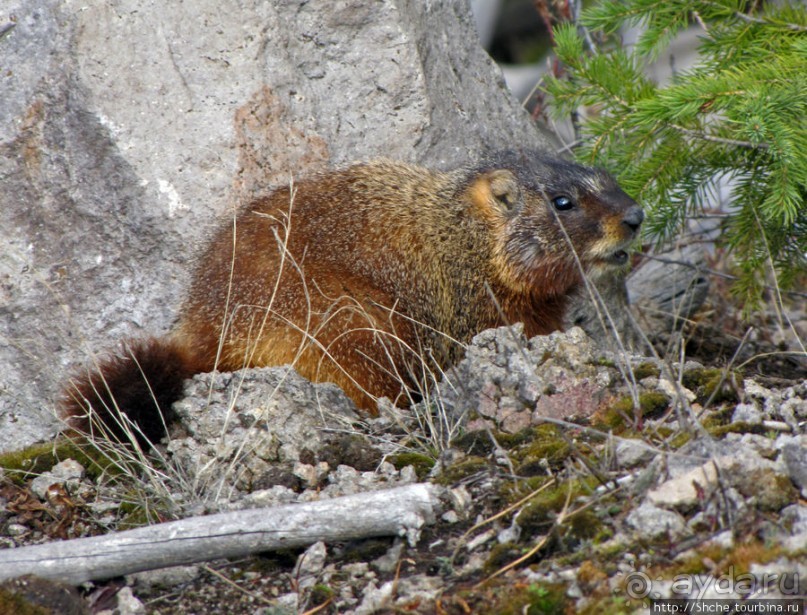 "Братья наши..." Американские страницы "Animal Planet"