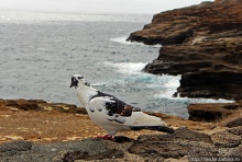 "Братья наши..." Американские страницы "Animal Planet"
