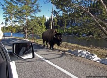 "Братья наши..." Американские страницы "Animal Planet"