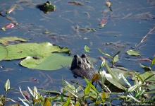 "Братья наши..." Американские страницы "Animal Planet"