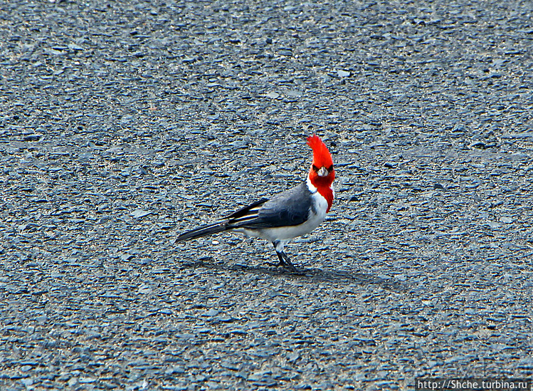 "Братья наши..." Американские страницы "Animal Planet"