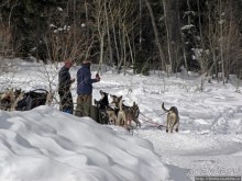 "Братья наши..." Американские страницы "Animal Planet"
