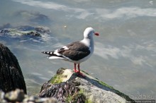 "Братья наши..." Американские страницы "Animal Planet"