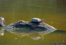 "Братья наши..." Американские страницы "Animal Planet"