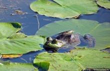 "Братья наши..." Американские страницы "Animal Planet"
