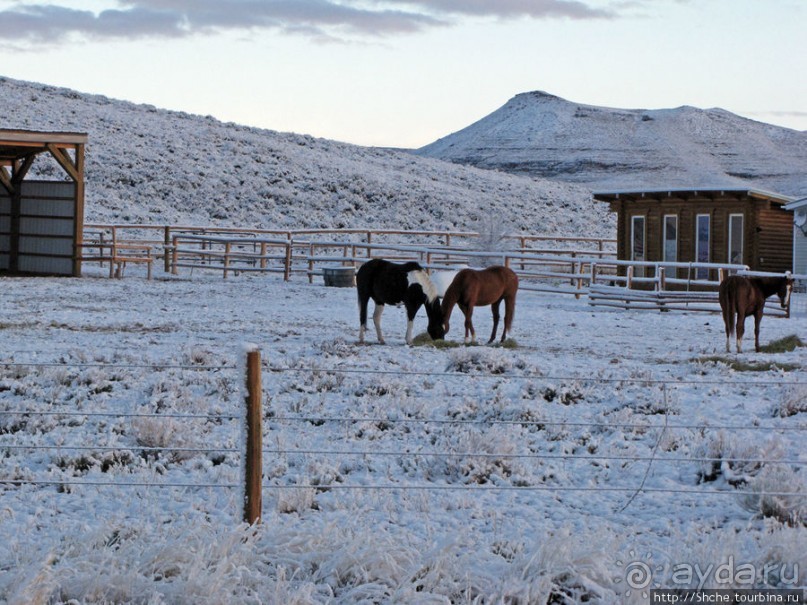 "Братья наши..." Американские страницы "Animal Planet"