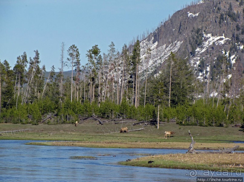 "Братья наши..." Американские страницы "Animal Planet"