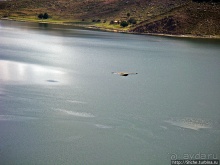 "Братья наши..." Американские страницы "Animal Planet"