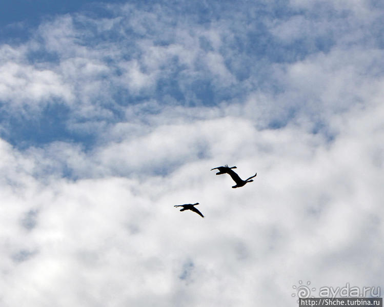 "Братья наши..." Американские страницы "Animal Planet"