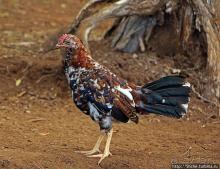 "Братья наши..." Американские страницы "Animal Planet"