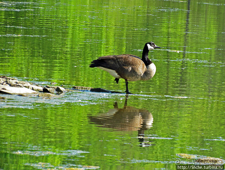 "Братья наши..." Американские страницы "Animal Planet"