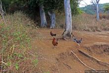 "Братья наши..." Американские страницы "Animal Planet"