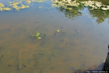 "Братья наши..." Американские страницы "Animal Planet"