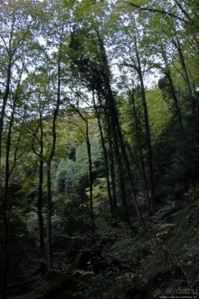 Лесистые склоны горы святого Джорджио