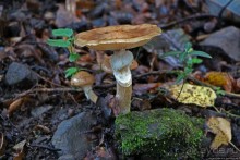 Лесистые склоны горы святого Джорджио