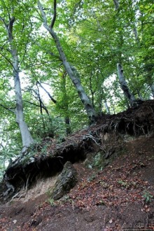 Лесистые склоны горы святого Джорджио