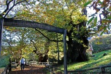 Лесистые склоны горы святого Джорджио