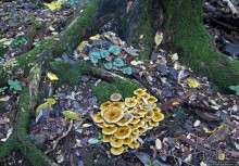 Лесистые склоны горы святого Джорджио