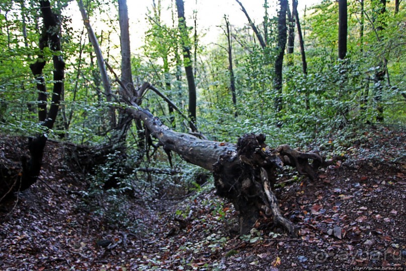Лесистые склоны горы святого Джорджио
