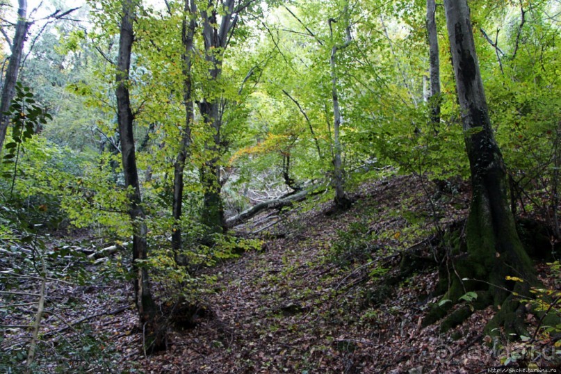 Лесистые склоны горы святого Джорджио