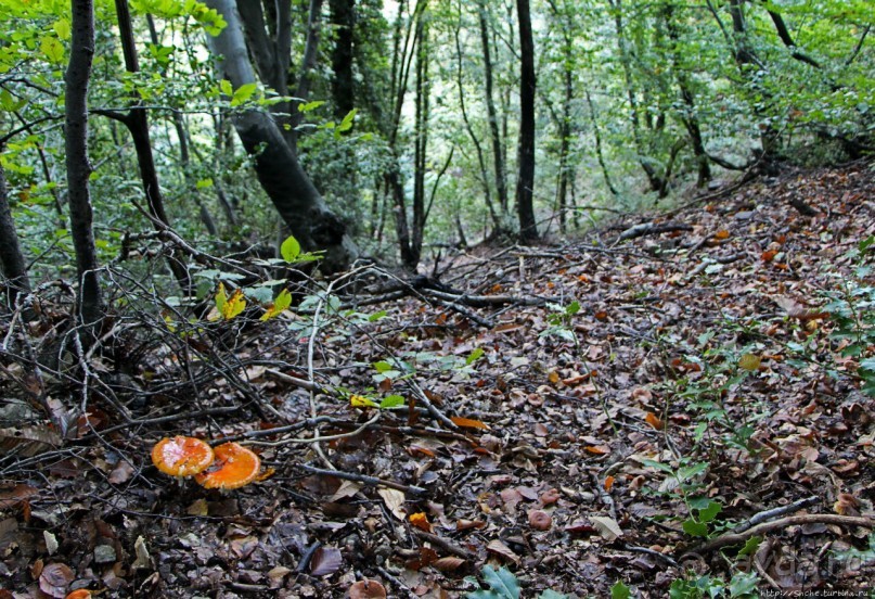Лесистые склоны горы святого Джорджио