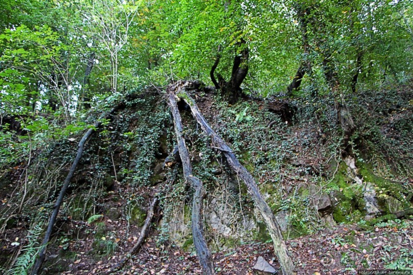 Лесистые склоны горы святого Джорджио