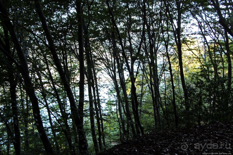 Лесистые склоны горы святого Джорджио