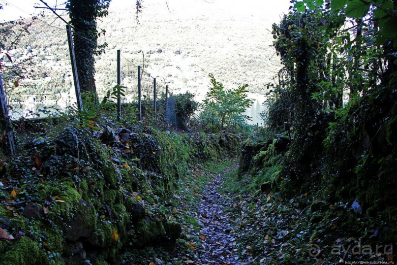 Лесистые склоны горы святого Джорджио