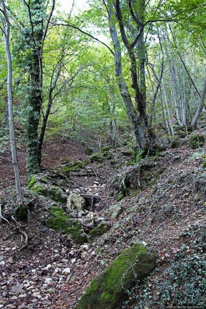 Лесистые склоны горы святого Джорджио