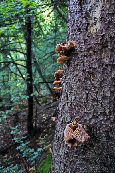Лесистые склоны горы святого Джорджио