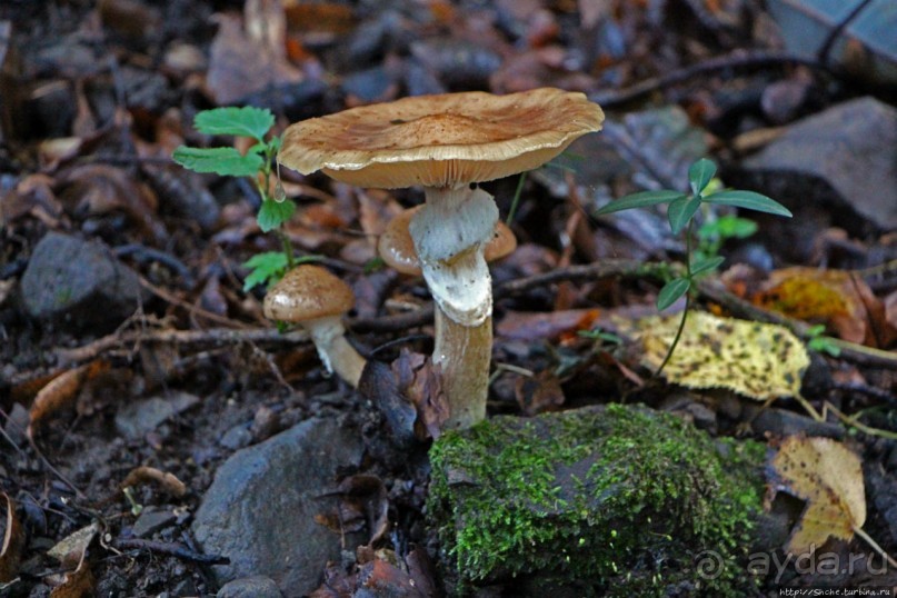 Лесистые склоны горы святого Джорджио