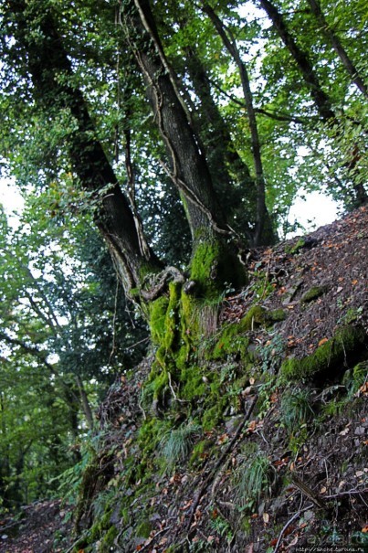 Лесистые склоны горы святого Джорджио