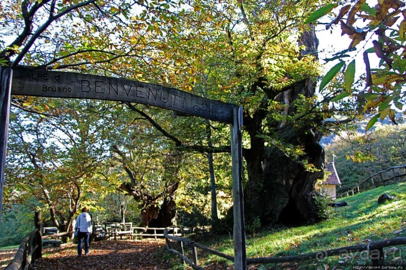 Лесистые склоны горы святого Джорджио
