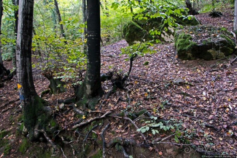 Лесистые склоны горы святого Джорджио