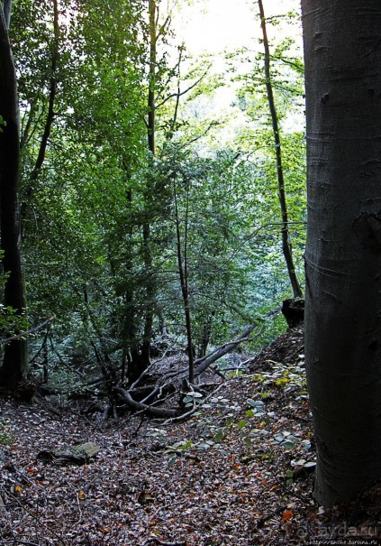 Лесистые склоны горы святого Джорджио