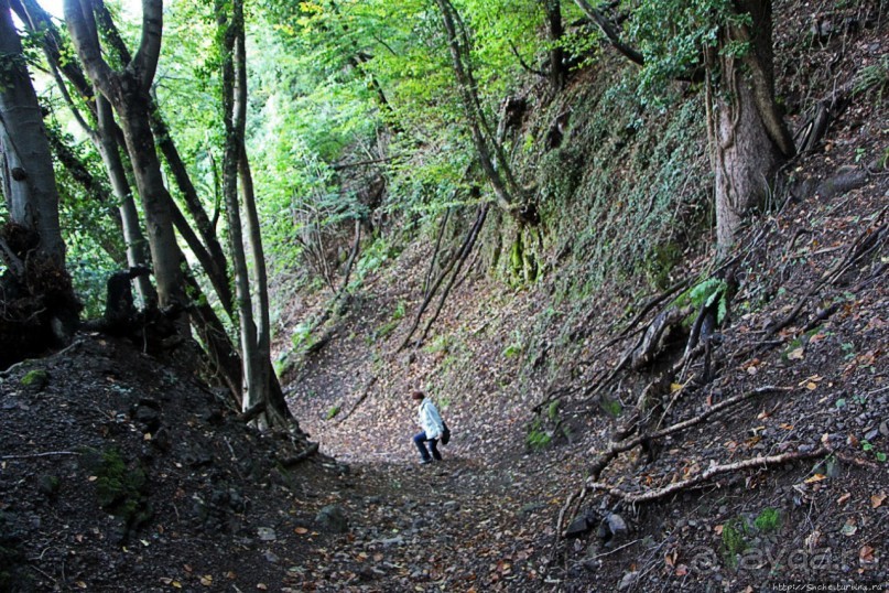 Лесистые склоны горы святого Джорджио