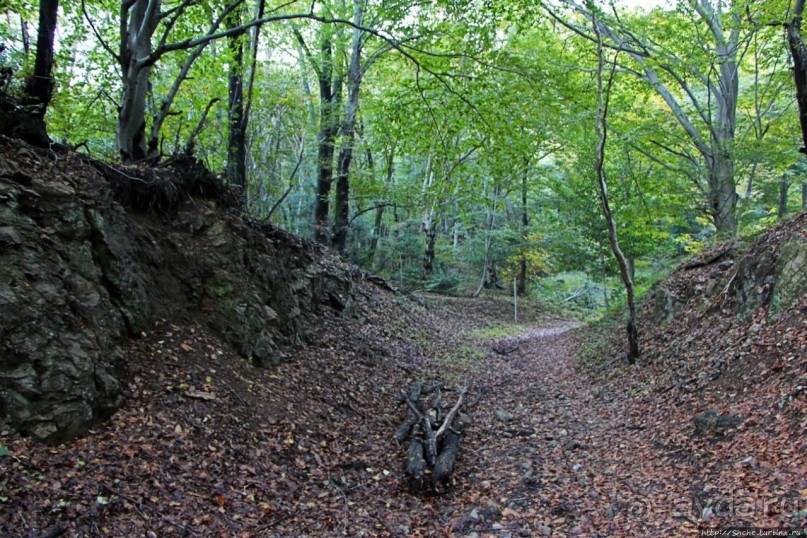Лесистые склоны горы святого Джорджио