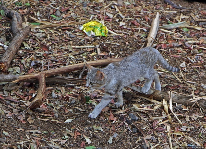 В Клаве живут красавицы-омхара