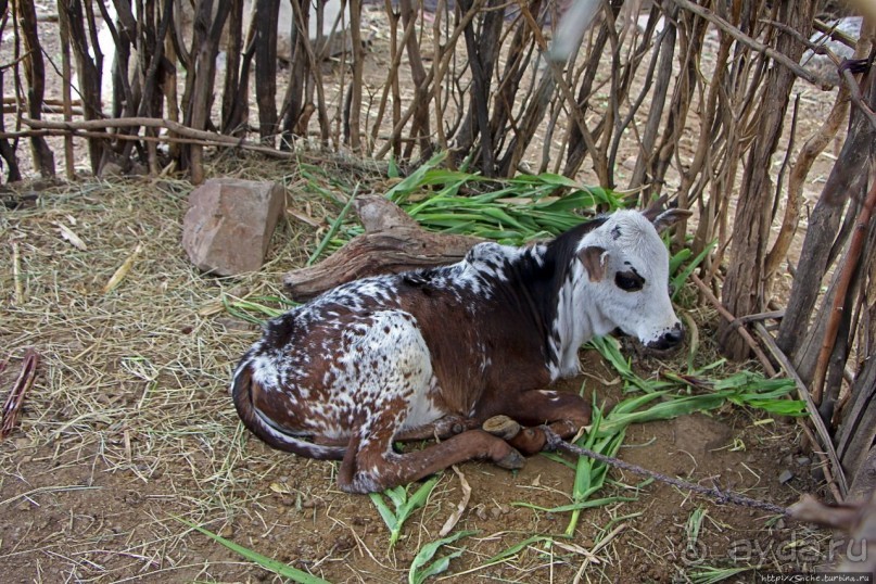 В Клаве живут красавицы-омхара