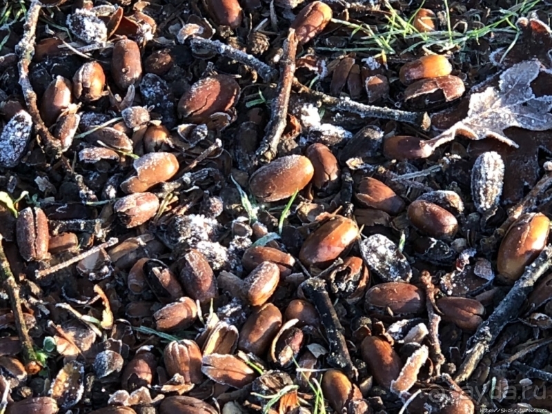 Предрождественский автопробег. День третий. Польша-Германия 