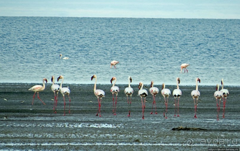 Озеро Лак Аббе: рассвет, горячие источники, фламинго