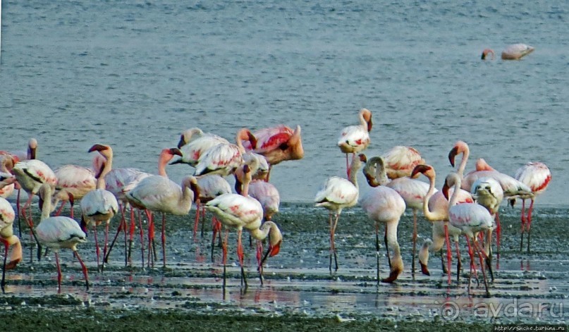 Озеро Лак Аббе: рассвет, горячие источники, фламинго