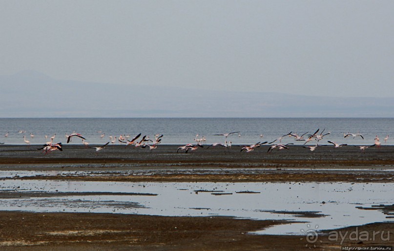 Озеро Лак Аббе: рассвет, горячие источники, фламинго