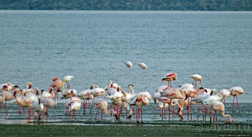 Озеро Лак Аббе: рассвет, горячие источники, фламинго