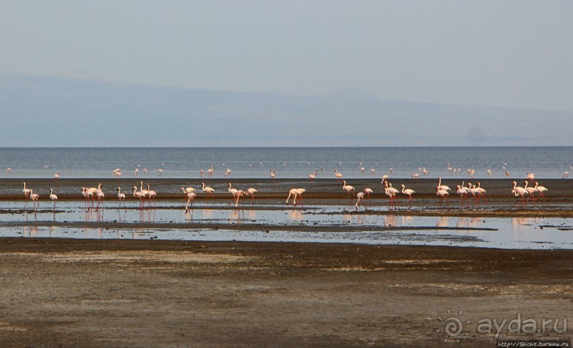 Озеро Лак Аббе: рассвет, горячие источники, фламинго