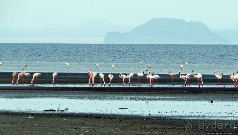 Озеро Лак Аббе: рассвет, горячие источники, фламинго