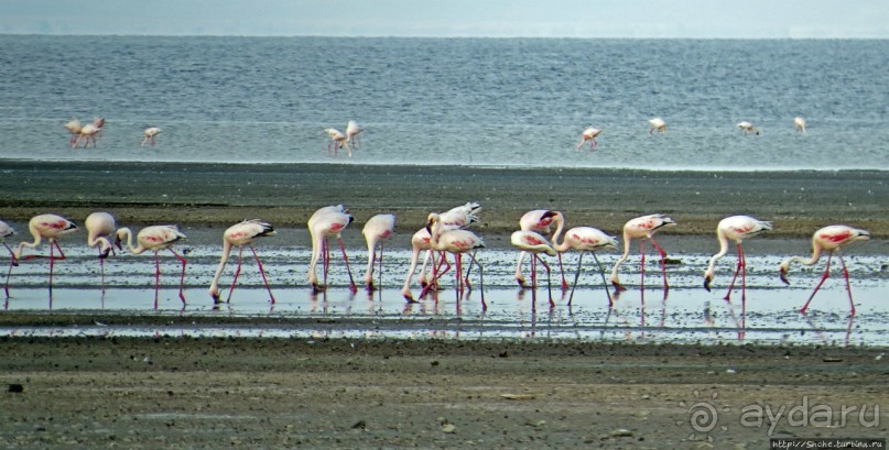 Озеро Лак Аббе: рассвет, горячие источники, фламинго