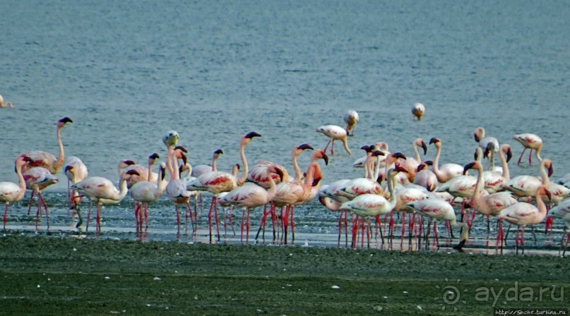 Озеро Лак Аббе: рассвет, горячие источники, фламинго