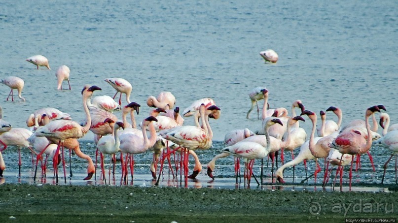 Озеро Лак Аббе: рассвет, горячие источники, фламинго