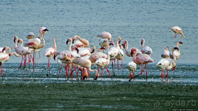 Озеро Лак Аббе: рассвет, горячие источники, фламинго